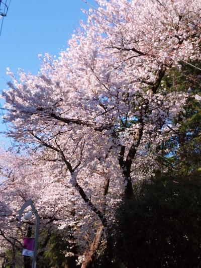 東京散歩♪ vol.53 January~February~March~April~☆