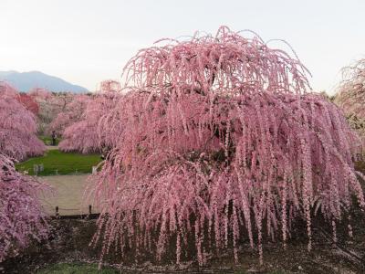 いなべ梅林 鈴鹿の森庭園　しだれ梅