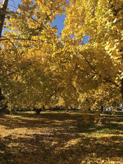 2019年11月 【 銀杏日本一 】祖父江町 黄葉祭り  愛知