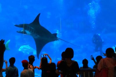 動物ずくめのシンガポールひとり旅 10 シーアクアリウム 大水槽の部