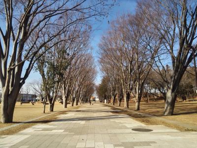 リニューアルした鶴間公園からのぉ スターウォーズ Ep-9