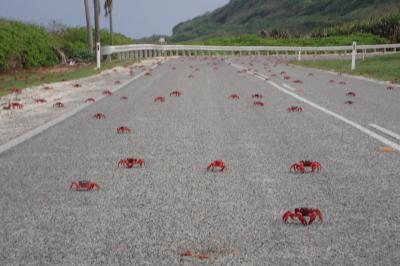 真っ赤なカニであふれるクリスマス島でサイクリングしてきた