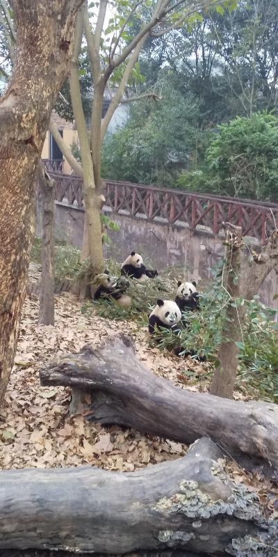 ⑧成都観光パンダ基地で和歌山から来たパンダの雄浜に会いました！その1（2020年１月４日~1月7日）