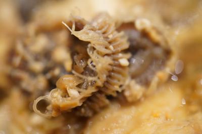 20200118-1 豊洲 高はしさん、菜の花とか、真っ白なぶりとか、あんこう煮に、さば塩追加で