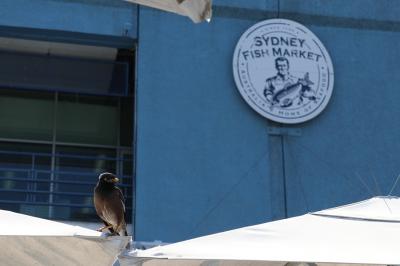 3連休でシドニー旅行(3)シドニー街歩き(後半)