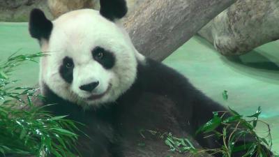 令和元年　たのしい台湾３泊４日の旅　（台北動物園パンダ編）