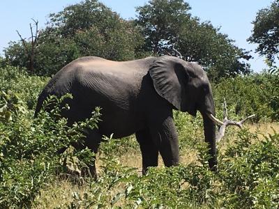 南部アフリカ3ヵ国周遊7日間の旅　～野生動物と滝と喜望峰～　その３