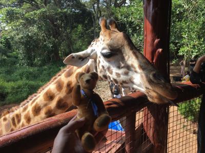 【現地速報】ロンドン・ナイロビ出張(その11) 4日目-3 “Giraffe Centre” 遠征！