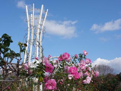 散歩・中央公園付近 2020.01.04