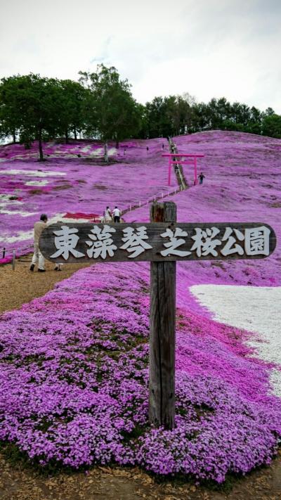 北海道１人旅  その１ 芝桜とチューリップとすずらん