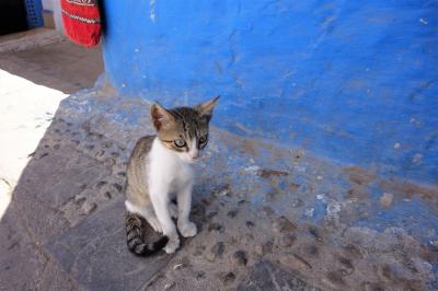 モロッコ旅（前編）：迷宮都市と古代ローマの遺跡と青い街の猫