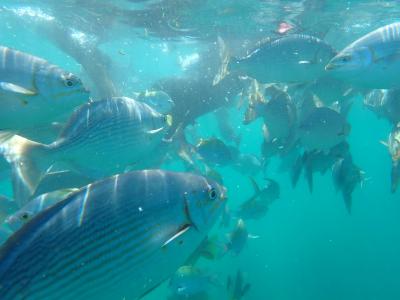 カボ サン ルーカスに関する旅行記 ブログ フォートラベル メキシコ Cabo San Lucas