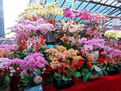 香港★&#33603;灣日記　新年快樂！旧正月直前の年宵花市をあるく　～沙咀道遊樂場Sha Tsui Rd Playground～