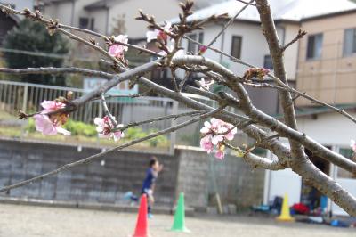 咲き出した河津桜－2020年冬