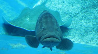 沖縄旅行2020　２日目午後　美ら海水族館　サンゴ礁～黒潮の海へ