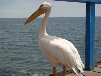 ケープタウン・ナミブ砂漠・ヴィクトリアの滝・チョベ国立公園　⑧　（たそがれペリカン）