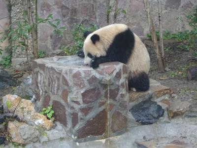 中国 バックパッカー に関する旅行記 ブログ フォートラベル