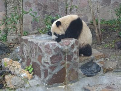 vol.19-5/5　中国　雲南省昆明　西山公園の断崖絶壁・龍門と上海動物園でパンダ独占