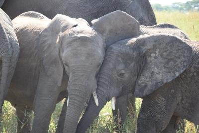 母娘旅タンザニアサファリ３日目の１　タランギレ国立公園サファリ！象が可愛すぎて