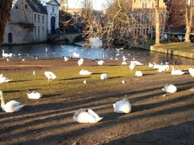 2019→2020クリスマス・年末年始ヨーロッパひとり旅⑤～ド年末にブルージュへ～