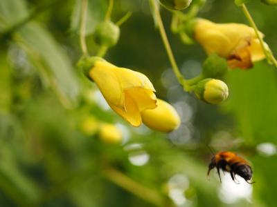 六甲高山植物園でキレンゲショウマ鑑賞