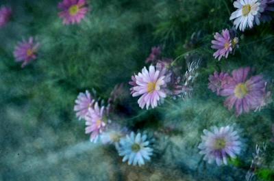 明智光秀 博覧会　2020 in 可児市・花フェスタ記念公園　作成中