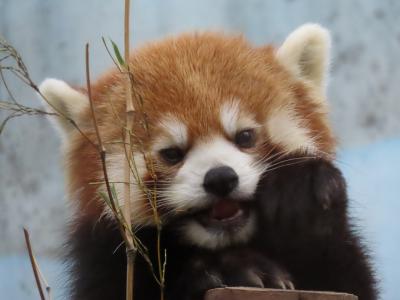 夢見ヶ崎動物公園＆上野動物園  お仕事前に少しだけ夢見ファミリーに会いに、そして、少し前の上野シャンシャン