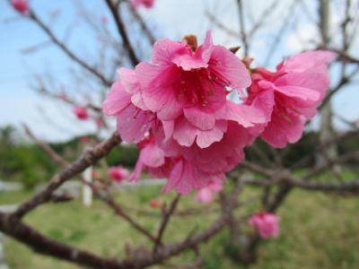 琉球歴史探訪・世界遺産・城跡・戦跡・岬・山登り・・2日目