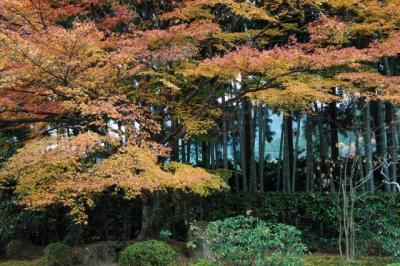 いい古都チケットで行ったり来たり～京都国立近代美術館・随心院・宝泉院・勝林院・三千院編～