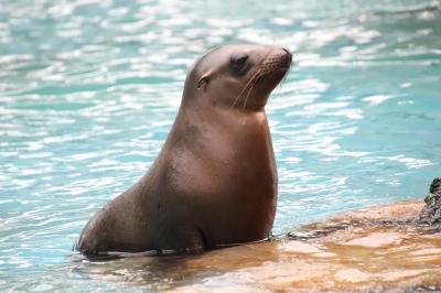 天王寺と福知山レッサーパンダ詣2020（４）天王寺動物園（後編）オオカミも可愛くアシカの赤ちゃんもキュートだったけど、ジャガーは見損ねた！