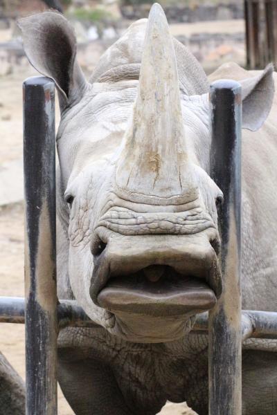 2020年もアドベンチャーワールドで３ヶ月ぶり（７）サファリ編：動物たちのフィーディングタイムの昼間は活気があって動物たちも人懐こくて