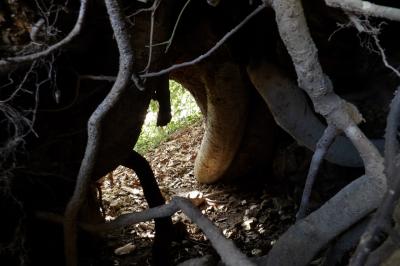 大江広元墓参道に横穴墓？