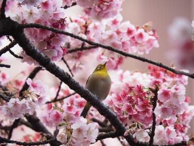 日本一早咲きの「あたみ桜」＠第10回糸川桜まつり
