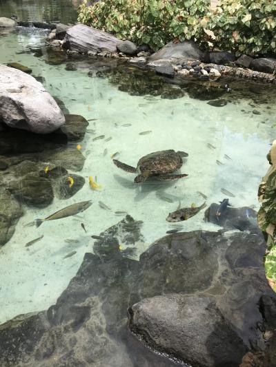 子連れでハワイ島とオアフ島へ!オアフ島編