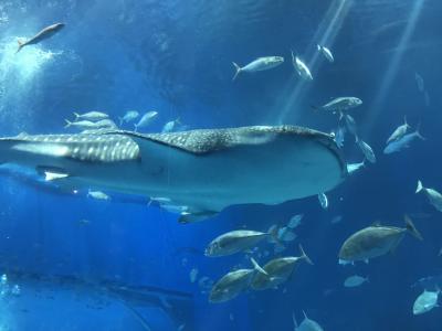 海にほとんど行かない沖縄旅