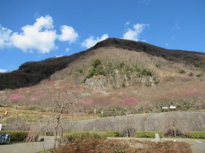 湯河原「梅の宴」幕山梅園鑑賞と湯河原温泉