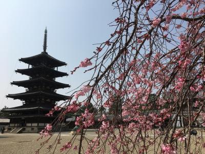 法隆寺～奈良公園～長谷寺 桜旅