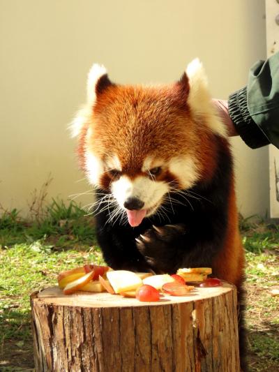 京都市動物園　近畿訪問強化月間第３弾は京都　工夫が嬉しいウーロン君のリンゴタイム、そして、レジェンドライオン・ナイル君へ献花
