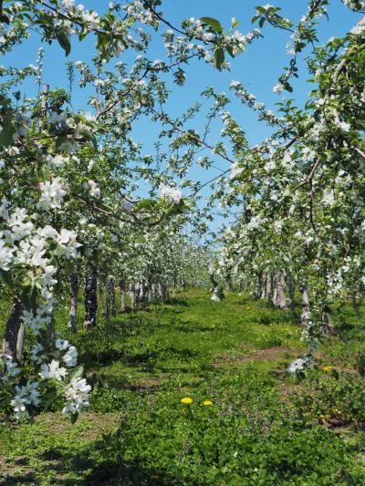 ＊＊弘前は桜だけじゃない！可憐なりんごの花盛り＊＊