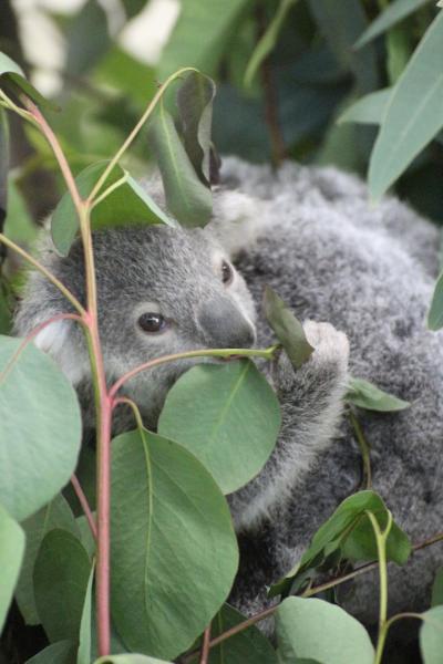 赤ちゃんたちが待つ２月晴れの埼玉こども動物自然公園（前編）キボシイワハイラックスやコアラのトリプル赤ちゃん！～ハニーっ子はシャイで顔見えず