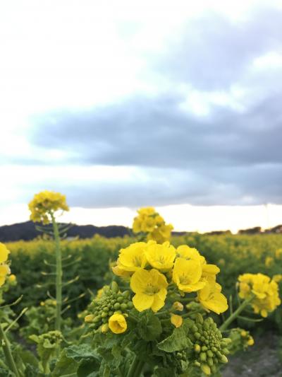 岡山☆笠岡ベイファームの菜の花畑