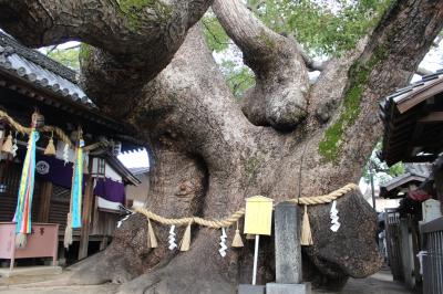 樹齢千年超のクスが生育するパワースポット！ ～門真市の三島神社～