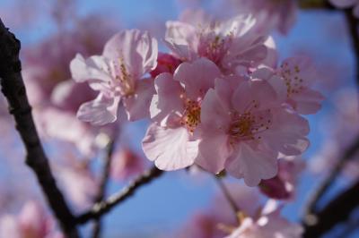 20200208-3 築地 ターレットさんでいつもの → 東京国税局近くの河津桜