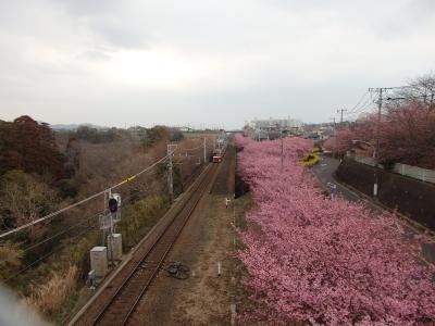 三浦半島散策(1)　河津桜と小網代の森