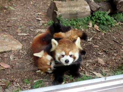 池田動物園  今年こそ！！期待通りのココロ君の活躍！！しずくちゃんのママ姿を切望するファンの夢を叶えてくれ！！