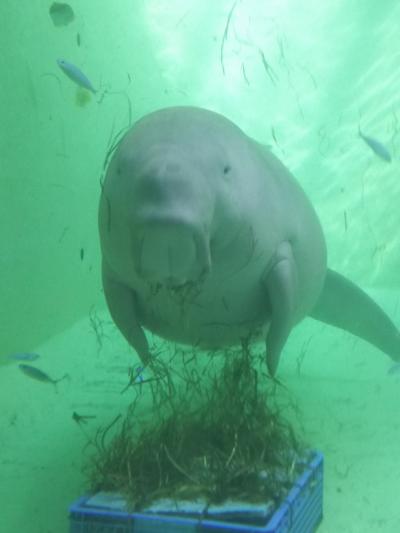 伊勢湾フェリーで鳥羽水族館へ