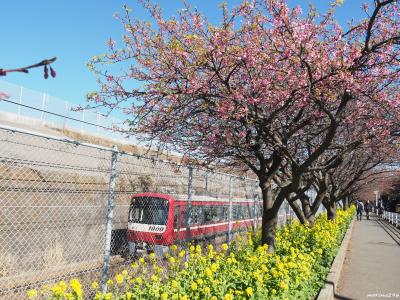 三浦海岸へ河津桜のお花見に