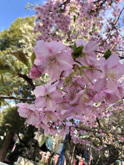 河津桜と私とアナタ的、食べ歩き。