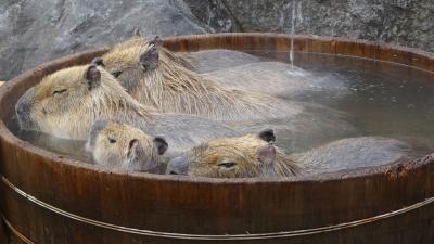 伊豆までドライブ（伊東温泉・伊豆シャボテン動物公園）