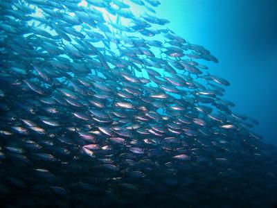 モアルボアル 年末ダイビング旅②